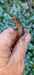 Egernia kingii