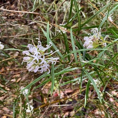 Grevillea linearifolia