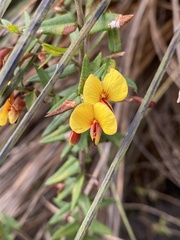 Bossiaea cinerea
