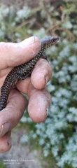 Egernia kingii
