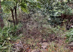 Grevillea linearifolia