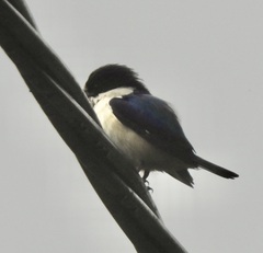 Todiramphus macleayii