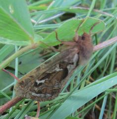 Korscheltellus fusconebulosa