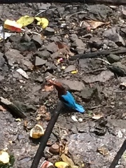 Halcyon smyrnensis