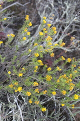 Oedera genistifolia