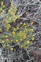 Oedera genistifolia