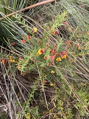 Bossiaea cinerea