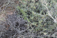 Asparagus burchellii