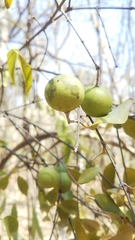 Strychnos madagascariensis