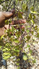 Strychnos madagascariensis