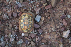 Homopus areolatus