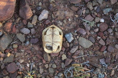 Homopus areolatus