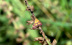 Pyrausta sanguinalis