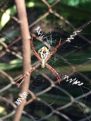 Argiope