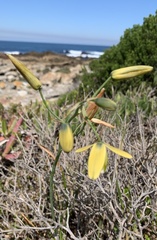 Albuca cooperi