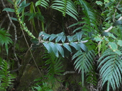 Freycinetia scandens