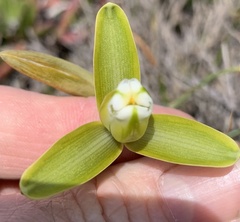 Albuca cooperi