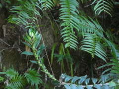 Freycinetia scandens