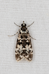 Scoparia exhibitalis