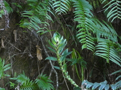 Freycinetia scandens