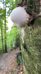 Volvariella bombycina