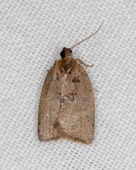Meritastis