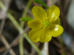 Ranunculus flammula filiformis