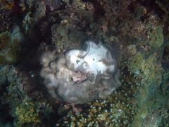Lobophytum hsiehi