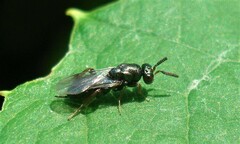 Monodontomerus thorpi