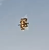 Rhyothemis variegata