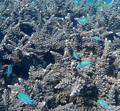 Chromis atripectoralis
