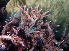 Chromis atripectoralis