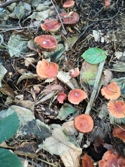 Leratiomyces ceres