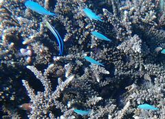 Labroides dimidiatus