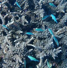Chromis atripectoralis