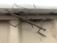 Archimantis armata