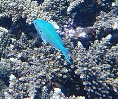 Chromis atripectoralis