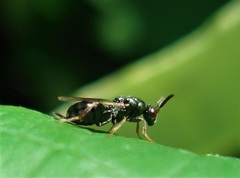 Monodontomerus thorpi