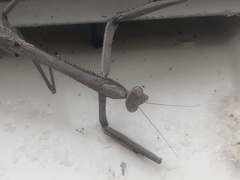 Archimantis armata