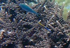 Labroides dimidiatus