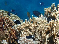 Neoglyphidodon melas