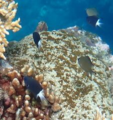 Pycnochromis margaritifer