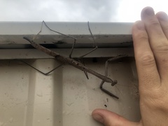 Archimantis armata