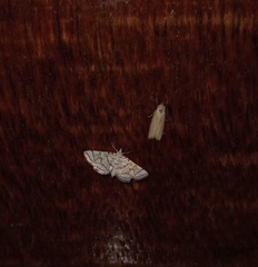 Elophila scitalis