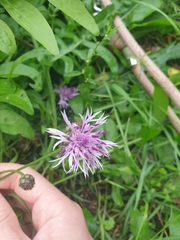 Centaurea scabiosa