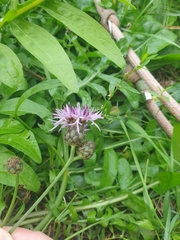 Centaurea scabiosa