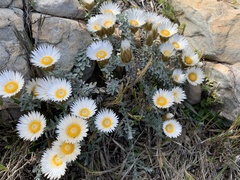 Helichrysum retortum