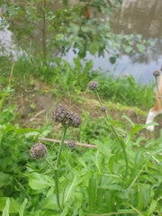 Centaurea scabiosa