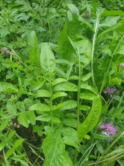 Centaurea scabiosa
