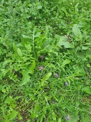 Centaurea scabiosa
